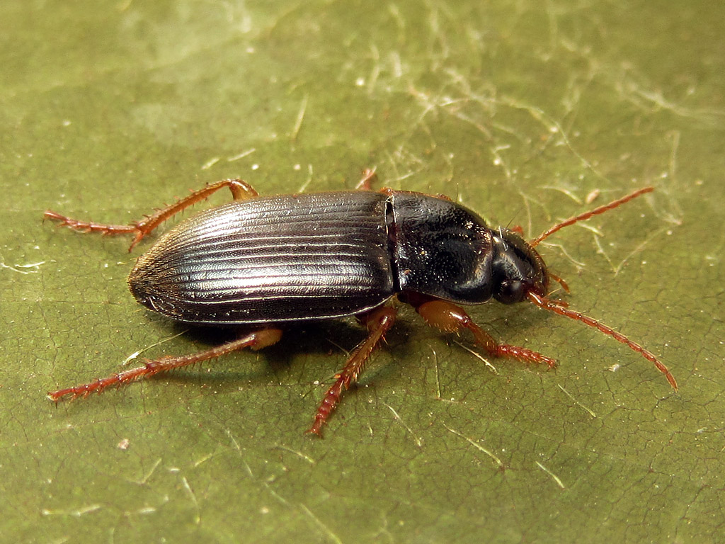 Carabidae da identificare:  Parophonus hirsutulus